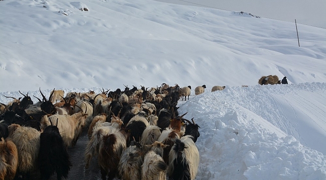 Dağda mahsur kalan koyunlar kurtarıldı