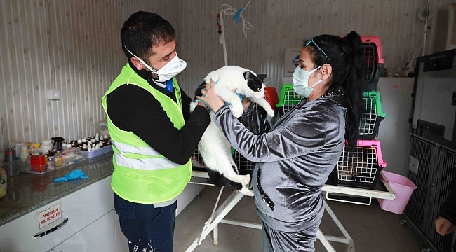 Depremzede kediler AHBAP'ın çiftliğine emanet