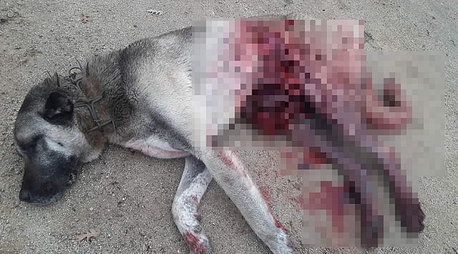 Domuzların saldırısına uğrayan köpekler telef oldu
