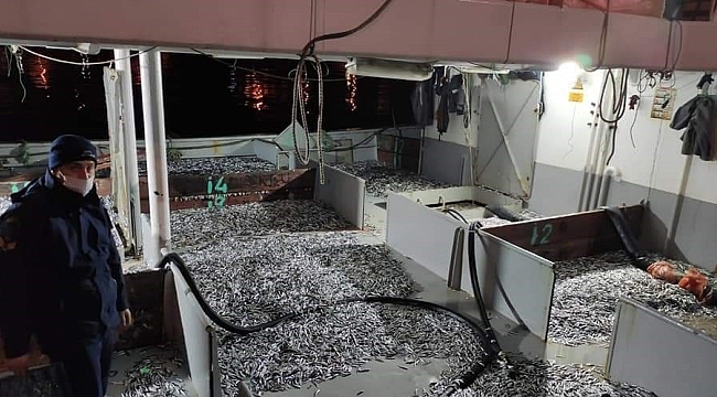 Düzce'de yasal boy sınırının altında avlanan 50 ton hamsiye el konuldu