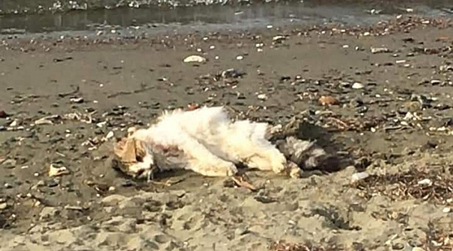 Erdek'te kedileri bir köpeğin öldürdüğü iddia edildi
