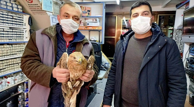 Ereğli'de yaralı şahin tedavi altına alındı