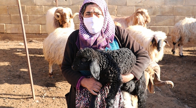 Hayvanları çalınan kadının gözyaşları