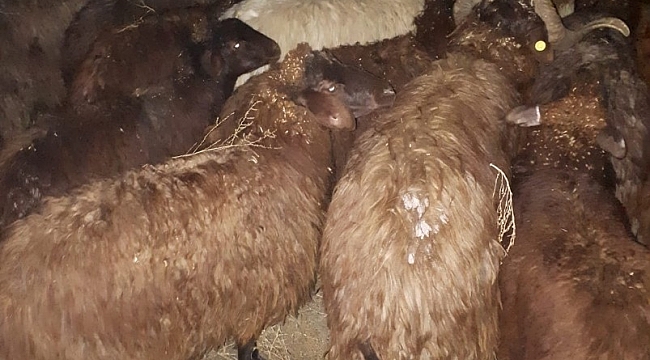 Iğdır'da çalınan 80 küçükbaş hayvan Jandarmanın takibi sonrasında bulundu