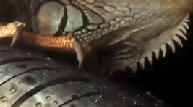 İguana'nın inadı