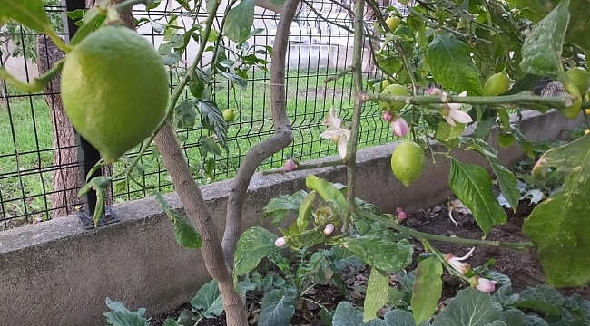 Ilık havaya aldanan limon ağaçları çiçek açtı