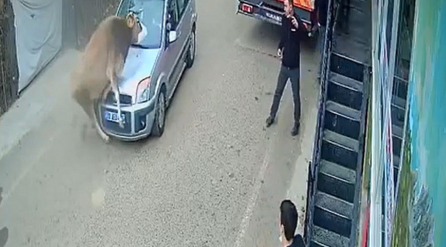 İnek karşı yönden gelen otomobille kafa kafaya çarpıştı