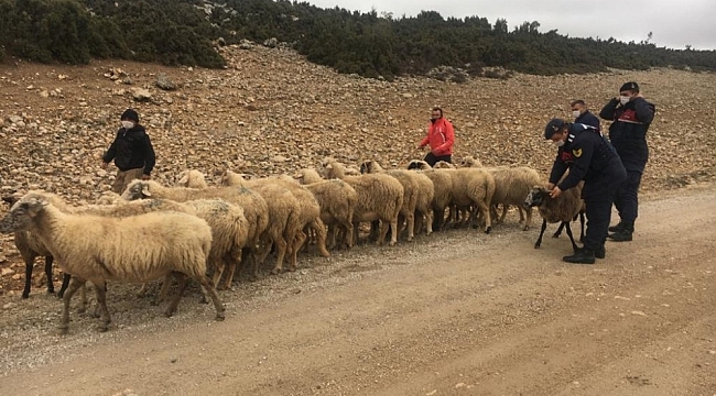 Isparta'da çalınan koyunları Jandarma buldu