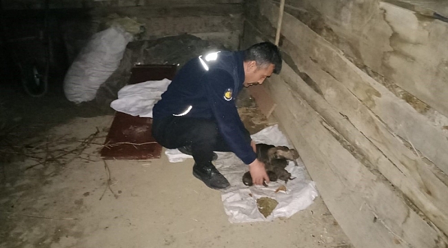 Kahraman itfaiyeciler alevlerin arasında kalan 8 yavru ve anne köpeği kurtardı