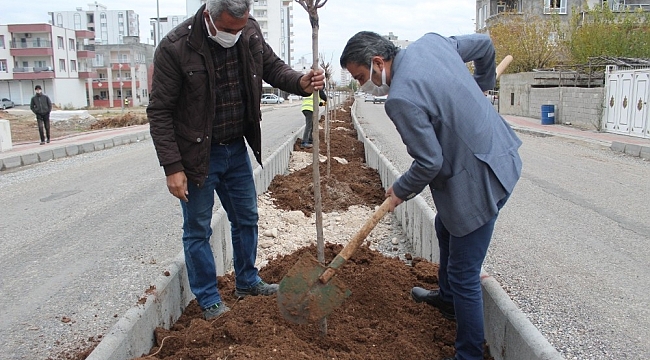 Kahta'da yeşillendirme çalışmaları devam ediyor