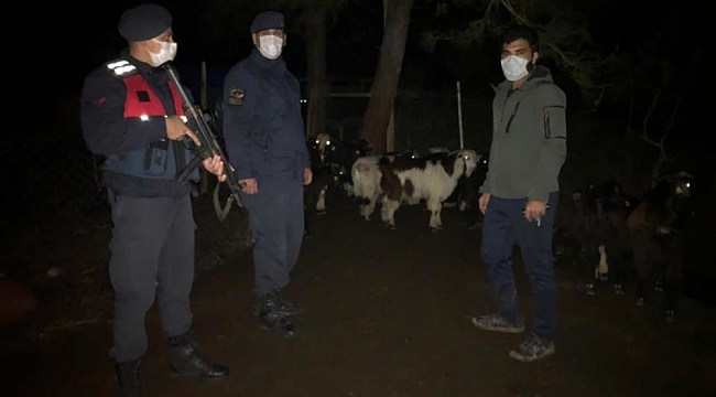 Kaybolan 30 küçükbaş hayvan sahibine teslim edildi