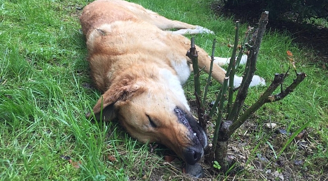 Kocaeli'de öldürülen köpeklerle ilgili belediyeden açıklama: