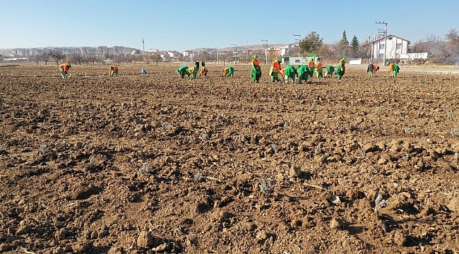 Konya'da tıbbi aromatik bitki yetişecek