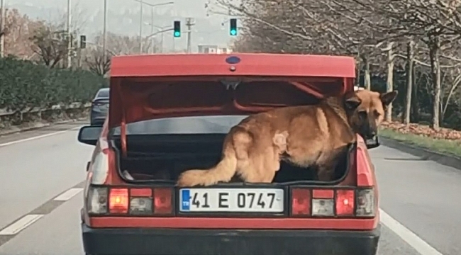 Köpeği bagajda taşıdı, hayvanseverler tepki gösterdi
