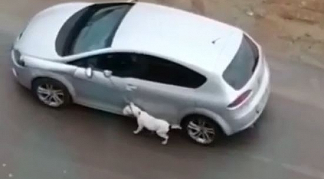 Köpeğini tasmasından tutup otomobilden sürükleyerek gezdirdi