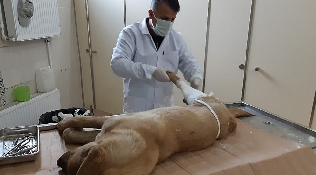 Kurtarılan köpek tedavi altına alındı