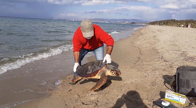 Kuşadası'nda iki kaplumbağa ölü olarak kıyıya vurdu