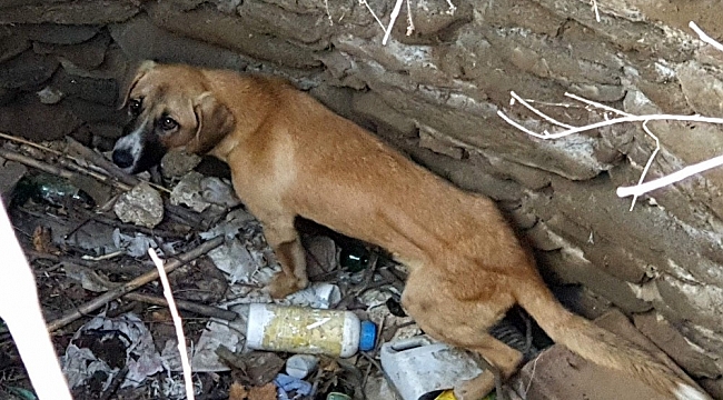 Kuyuya düşen köpeği itfaiye kurtardı