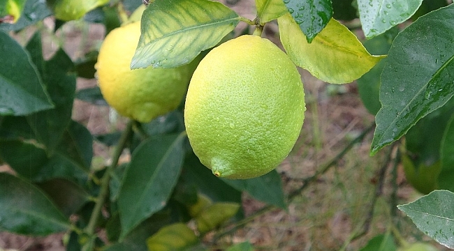 Meşhur Lamas limonuna AB'de coğrafi işaret için çalışma başlatıldı