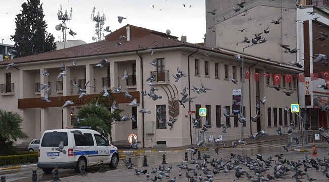 Meydanlar sokak hayvanlarına kaldı