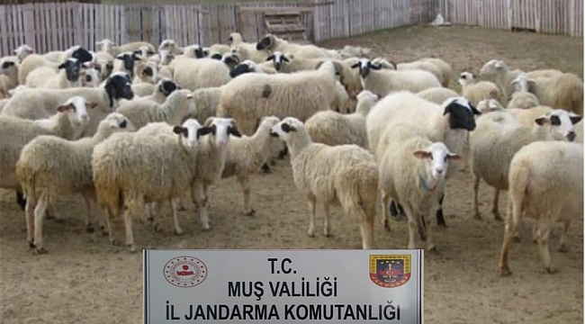 Muş'ta hayvan hırsızlığı yapan 2 kişi yakalandı