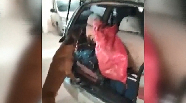 Narkotik köpeği gizlenen 2 kilo 700 gram esrarı böyle buldu