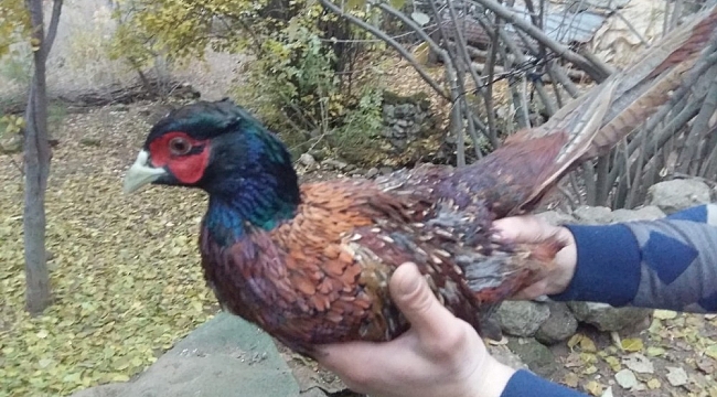 Nesli tükenmekte olan sülün kuşu Bitlis'te görüntülendi