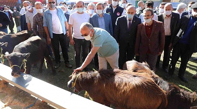 Ordu'da hayvancılık yüz güldürüyor