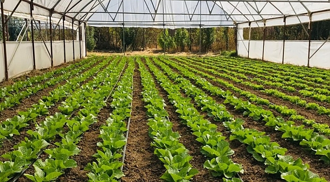 Organik Tarım Desteklemeleri müracaatları başladı