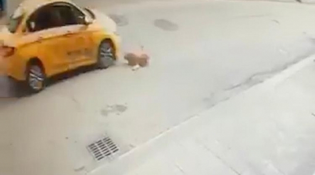 Pendik'te köpeğe çarpan taksici kaçtı
