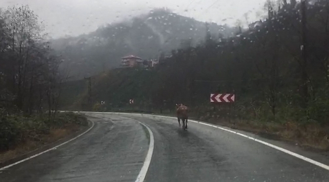 Rize'de ahırdan kaçan inek sahibine zor anlar yaşattı
