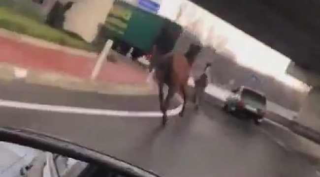 Sahipsiz atlar şehirler arası yolu hipodroma çevirdi