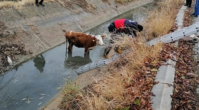 Şamran Kanalı'na düşen inek kurtarıldı