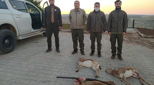 Şanlıurfa'da ceylanları avlayan 4 kişi suçüstü yakalandı