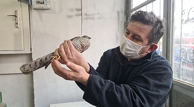 Silahla yaralanan atmaca tedavi altına alındı