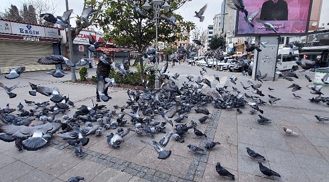 Silivri'de aç kalan güvercinleri polis besledi