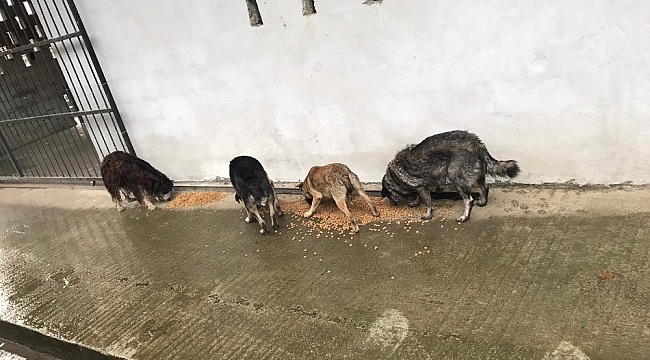 Sokak hayvanları için doğaya yem bırakıldı