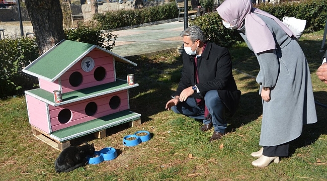 Sokak kedileri ev sahibi oldu