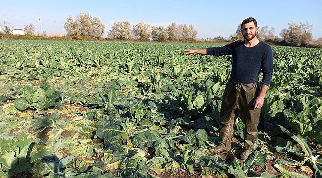 Tarladan 1 ton karnabahar çaldılar