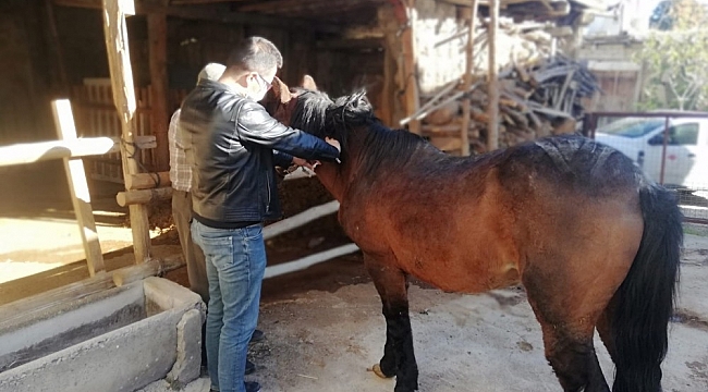 Tek tırnaklı Hayvanlara mikroçip takılıyor