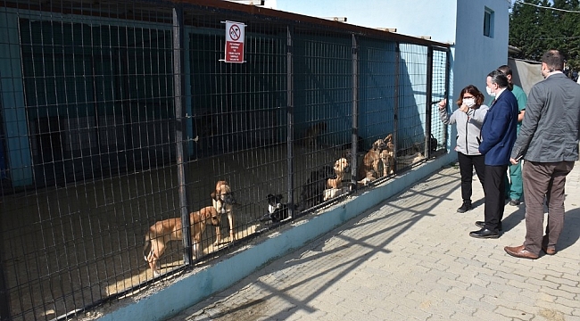 Tekirdağ'da 2 bin 540 kedi ve köpeğe tıbbi müdahale