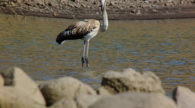 Tunceli'de flamingo görüntülendi