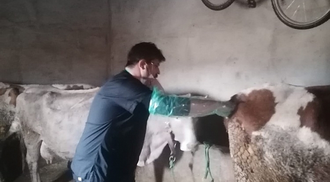 Van'da suni tohumlama hizmeti