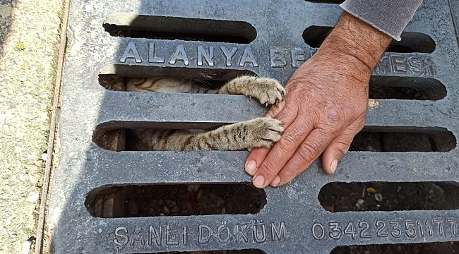 Yağmur suyu mazgalına sıkışan yavru kedi kurtarıldı