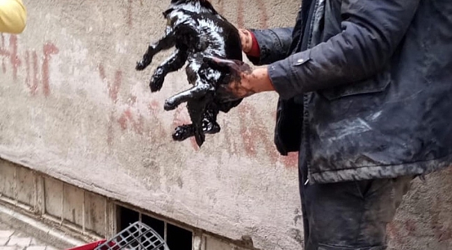 Yakıt tankına düşen kedi kurtarıldı