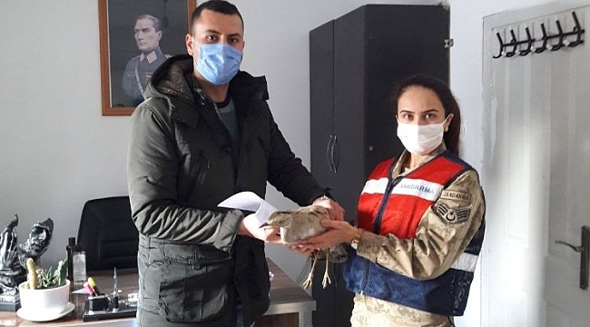 Yaralı Toy, tedavi altına alındı