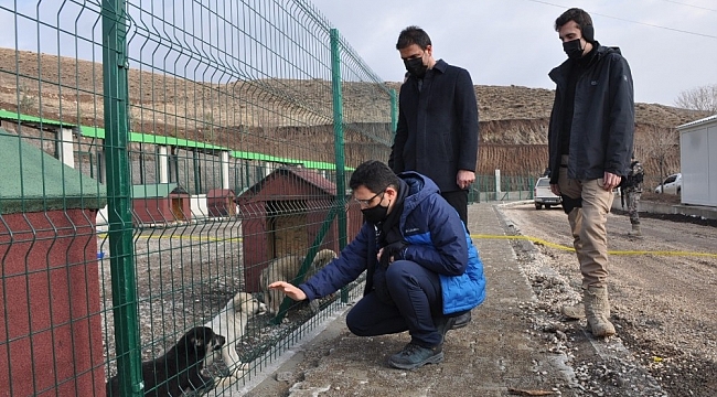 Yüksekova'da sokak hayvanları yeni evlerine kavuştu