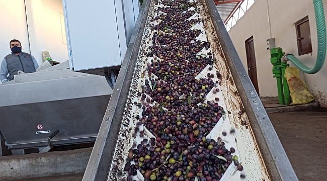 Zeytin bahçeleri tarıma dayalı sanayiyi geliştiriyor