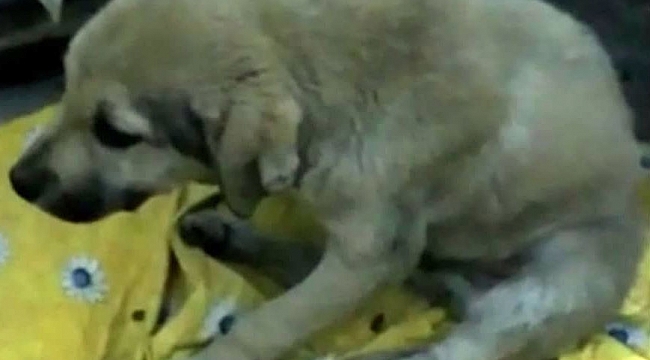 2 yaralı köpek tedavi için İstanbul'a götürüldü