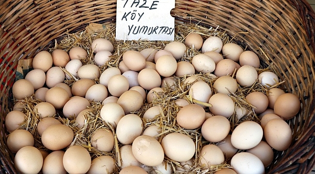 'Altın yumurtlayan tavuk' deyimi gerçek oldu